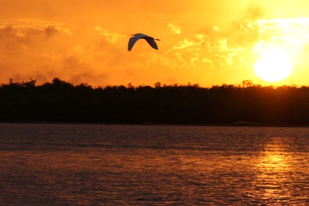 Bird at Sunset